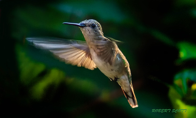 Female Ruby-throated Hummingbird in Flight