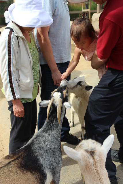 Greedy goats crowding around Mio.