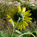 20120922 Helianthus annuus back posted by chipmunk_1 to Flickr
