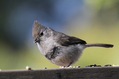 The Titmouse