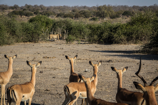 Lion Stalking Impala - Chobe National Park