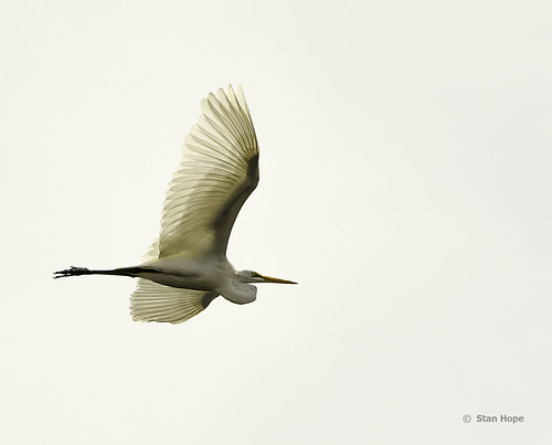 Tampa Bay  Egret