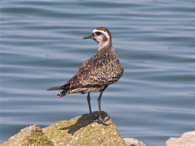 American Golden-plover at Gridley Wastewater Treatment Ponds in McLean County, IL 81