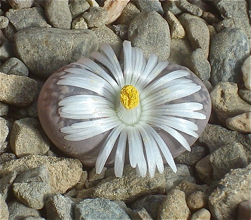 Lithops marmorata by cactusjohn