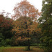 Aesculus x hybrida posted by Arnold Arboretum to Flickr
