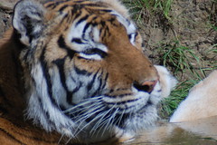 Safaripark: katachtigen (tijgers)