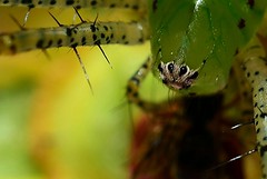 Extraordinary Spiders