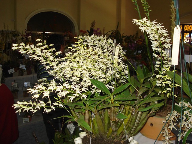 Dendrobium ruppianum