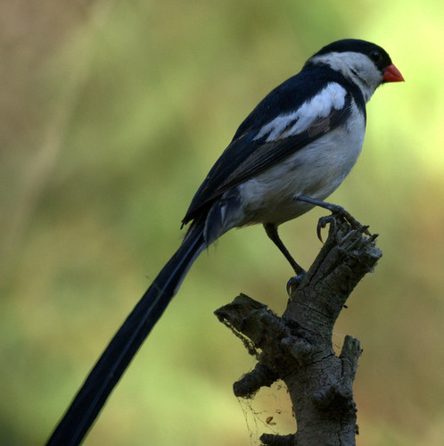 Pin-tailed Whydah (male)