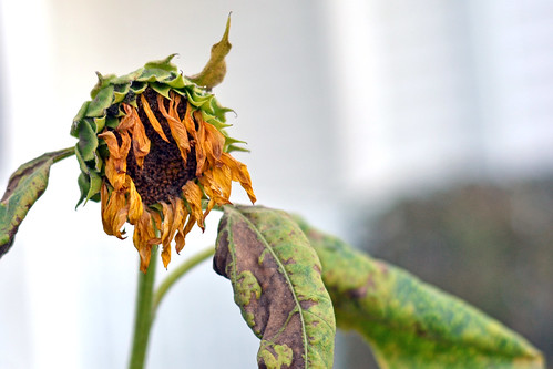 Sunflower Season: Over by KAM918