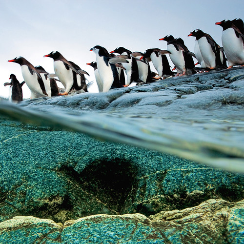  無料写真素材, 動物 , ペンギン  