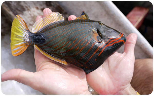 Nusa Penida Fish