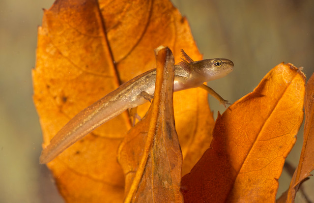 smooth newt tadpole in leaves 3