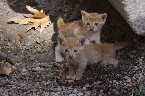 Katzen in Istanbul (3)