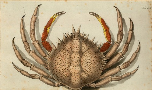 012-Â Versuch einer Naturgeschichte der Krabben und Krebse- 1790- Johann Friedrich Wilhelm Herbst- Humboldt University