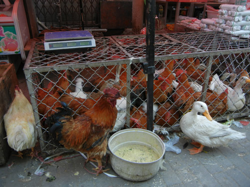 Live Chickens and Ducks in Farmer's Market, Shenyang, China _ 0439