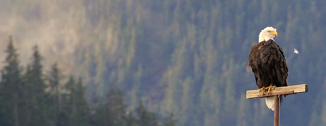 Bald Eagle plucking neck feathers - Juneau, Alaska