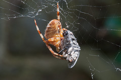 GARDEN ORB SPIDER Araneus diadematus