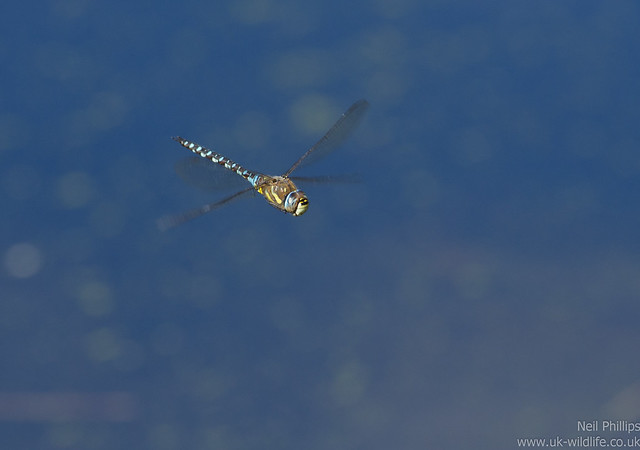 Migrant hawker dragonfly Aeshna mixta in flight