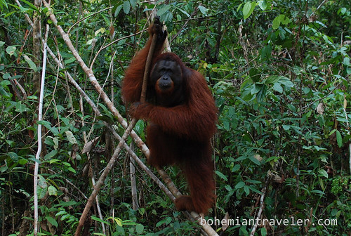 orangutan at Tanjung Putting National Park Indonesia (6)