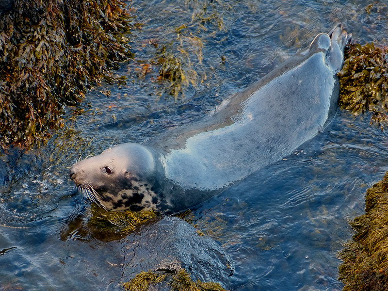 28852 - Grey Seal, Strumble Head