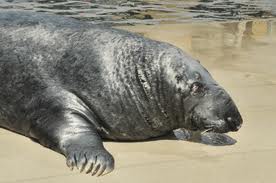 gray seal