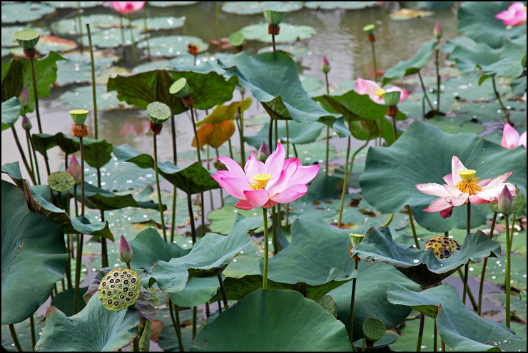 lotus-pond