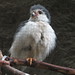 Rainforest_Falcon_003 posted by *Ice Princess* to Flickr