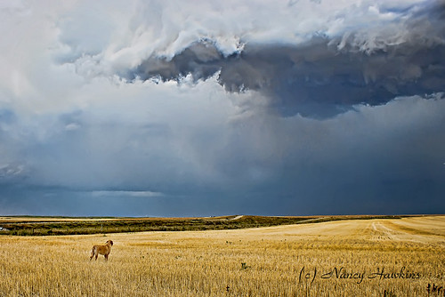 Guarding Against the Storm by Nancy Hawkins