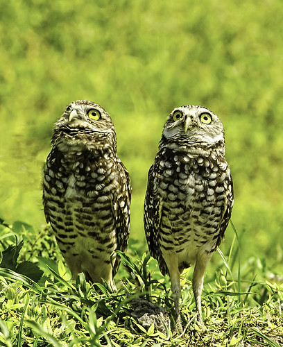 Burrowing Owls - Things Are Looking Up!