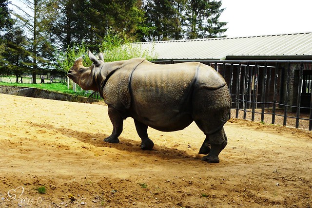 Asian Rhino