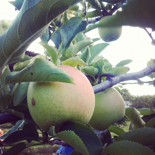 WPIR - apple picking