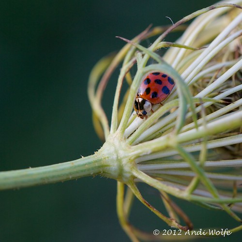 Asian Lady Beetle by andiwolfe