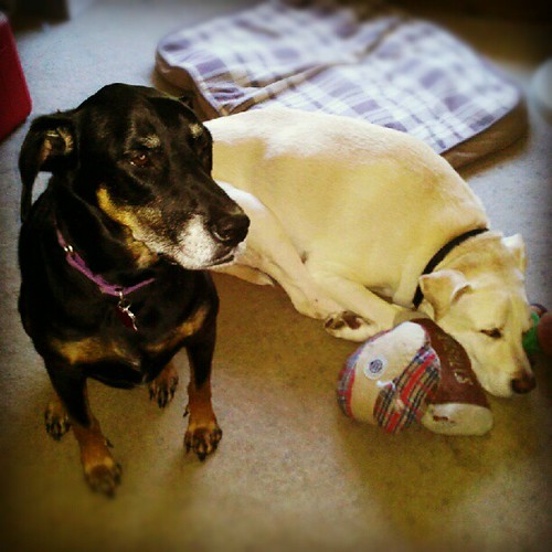 My big kids. #dogs #mutt #rescue #dobiemix #dogstagram #adoptdontshop #petstagram #instadog