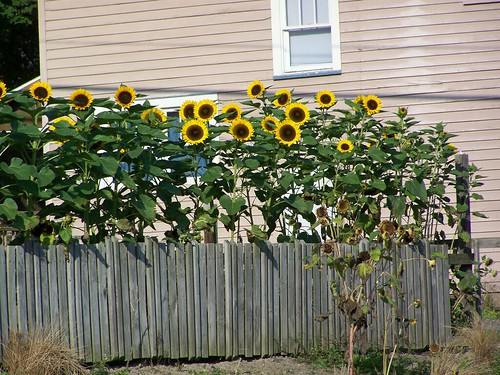 sunflowers greet the morning by Emilyannamarie