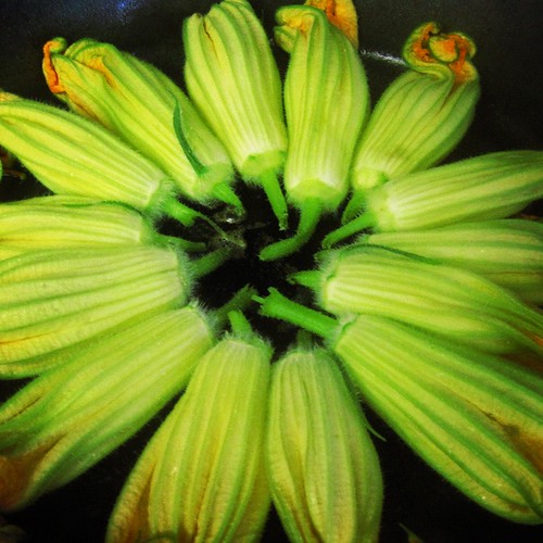 http://www.girlsgonechild.net/2012/09/eat-well-squash-blossoms-roly-poly.html
