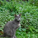 20120929 ECO grey cat posted by chipmunk_1 to Flickr