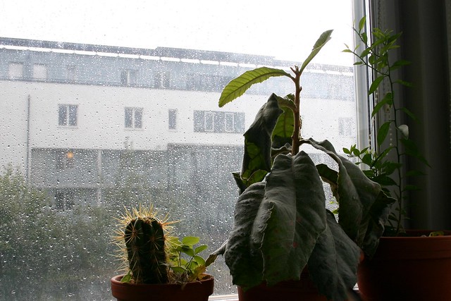 Window plants