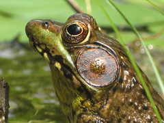 The Water Garden Frog, and his wonderful ears!