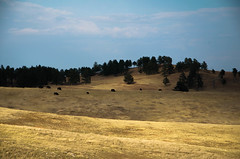 South Dakota - Black Hills
