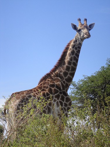 A Giraffe at Tala Game Reserve, Kwazulu Natal, South Africa