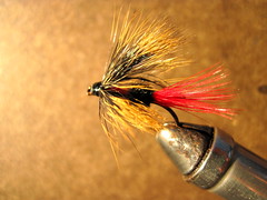 rogue river red ant