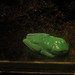 RedEyedTreeFrog_002 posted by *Ice Princess* to Flickr