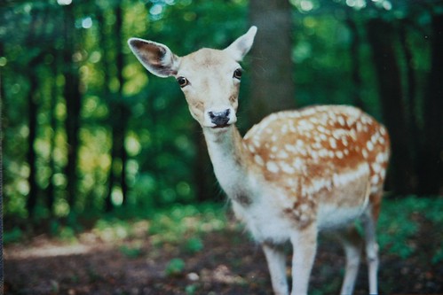 無料写真素材|動物|哺乳類|鹿・シカ