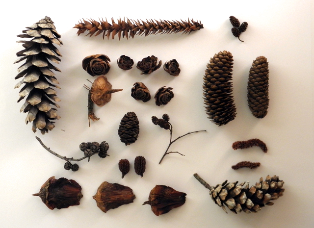 Seed pod collection