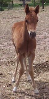 A foal with an angular limb deformity: carpus valgus, where the horse is knock kneed with toes pointed outwards.