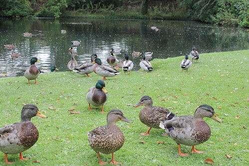 Invasion Of The Ducks