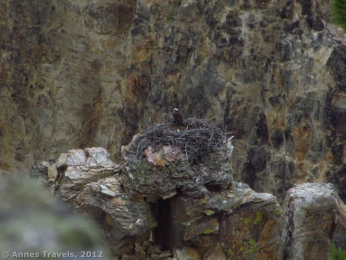 Osprey nest, Lookout Point, Yellowstone National Park, Wyoming