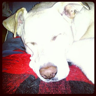 #dogs #petstagram #dogstagram #dogsofinstagram #love #mutt #bigdog #sniffer #instadog #sleep #adoptdontshop