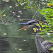 Happy Heron! posted by Ol' Mr Boston to Flickr